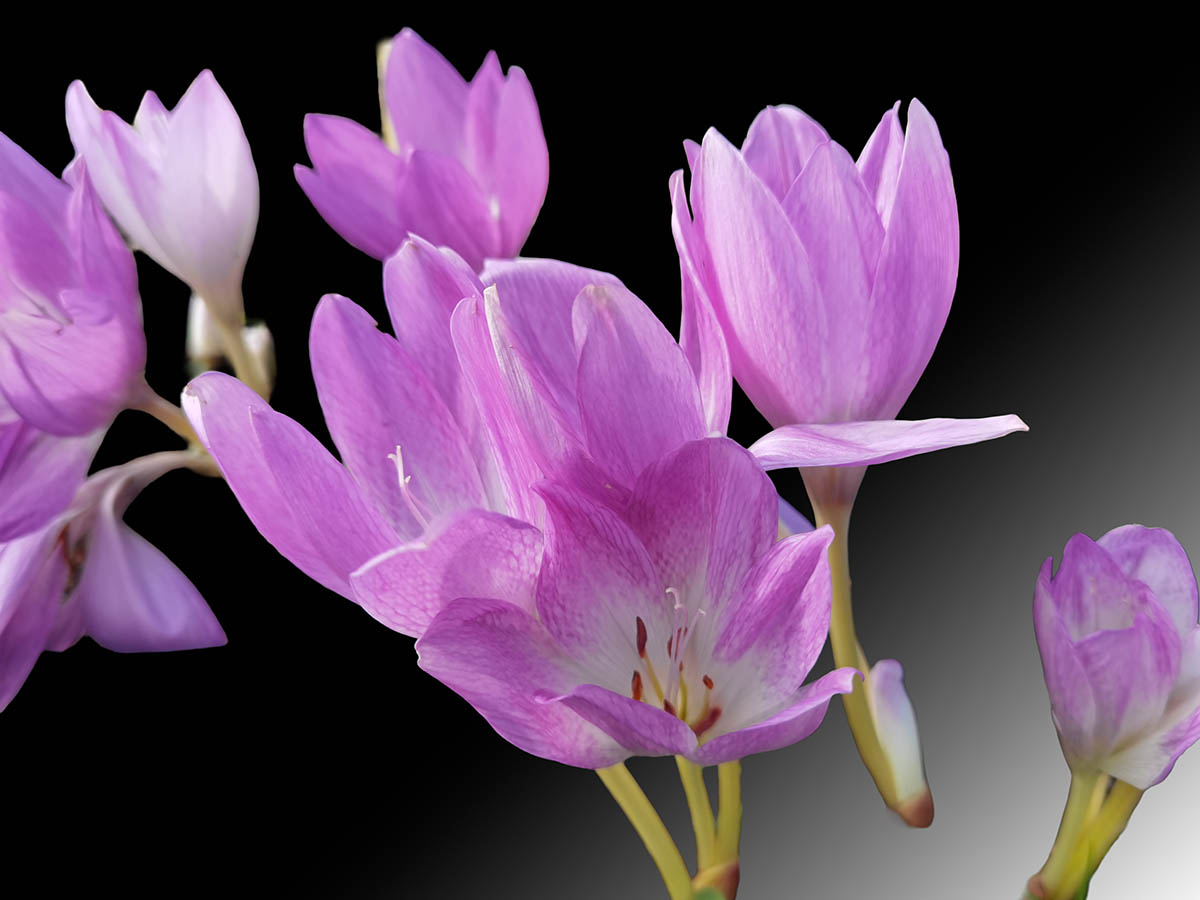 Colchicum pannonicum